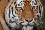 Tiger im Wuppertaler Zoo