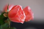 Rose in Lachs
