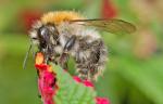 Hummel bei der Arbeit