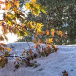 Regen auf Schnee