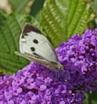 Schmetterling