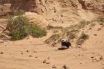 Coyote Buttes 03