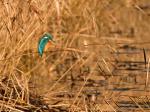 Eisvogel Warmlight