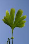 Gingko1