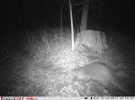 wildcam