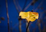 Herbstblatt