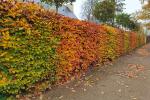Herbstfarben_Hecke_2