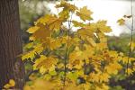 Herbstfarben im Gegenlicht