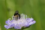 Lustige Hummel tief in Blume