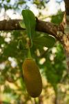 Jackfruit