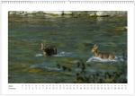 Wildlife Kalender 2024