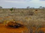 Tsavo Ost 3