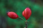 Rot im Herbst