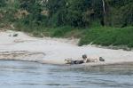 Laos 2014 Wasserbüffel