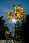 Lilien im Sonnenlicht