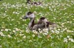 Küken und Gänseblümchen