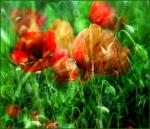 Mohn