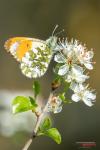 Aurorafalter auf Kirschblüte