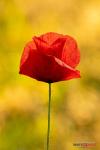 Mohn Lennon