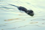 Nutria