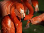 Flamingo im Kölner Zoo