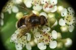 Schwebfliege im Maßstab 0,9 : 1