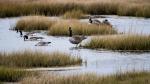 Plum Island