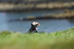 Puffin @ Lunga / Treshnish Isles