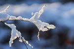 Äste im Schnee