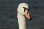 Schwan @ 400mm