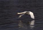 Schwan im Bodeneffekt