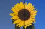 Sonnenblume (Original von Anaxaboras)