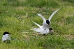 Spanner auf Farne