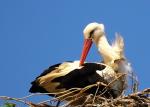 Storch im Wind