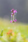 Unbekanntes rosa Alpenblümchen