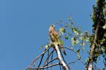 Turmfalke mit 500mm Spiegeltele und 1,5 TK