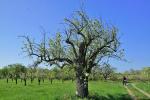 Frühling-Baum