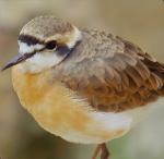 Beispielbild Vogel mit unshake geschärft