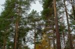 Wald mit HDR