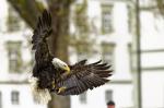 Weißkopfseeadler adult 2