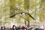 Weißkopfseeadler 1