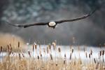 Weisskopfseeadler