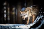 Wer hat Angst vorm bösen Wolf