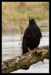 Amsel