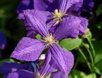 Clematis