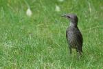 unbekannter Vogel