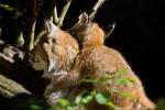 Luchs und Kind mit Nikon 500mm f4 P