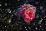 frostige Rose im Schneegestöber