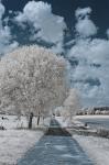 IR-Fotografie: Im Feld untergwegs