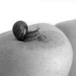 schnecke_anders